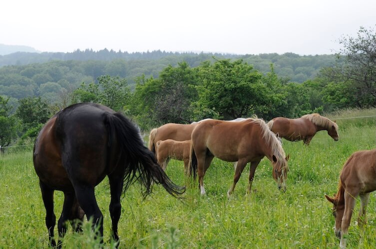Pferde einstellplätze Taunus